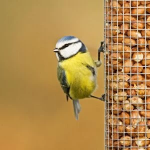 Blue Tit Perched on peanut feeder. South East England, UK, Europe