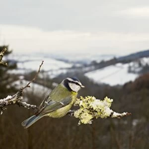 Blue Tit - in Winter scene - West Wales UK 11912