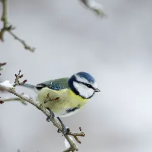 Blue Tit in Winter with Snow, Cleveland UK ROY-633 Print