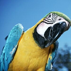 Blue & Yellow MACAW / Blue and Gold macaw - close-up
