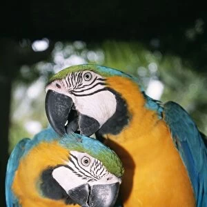 Blue & Yellow Macaw x2 preening, Taman Burning Bali Bird Park, Bali Island, Indonesia