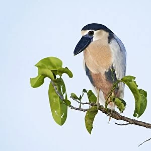Herons Collection: Boat Billed Heron