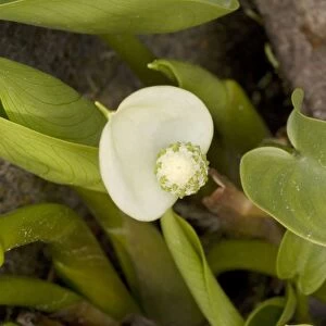 Bog arum (Calla palustris). East Europe