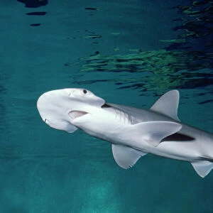 B Collection: Bonnethead Shark