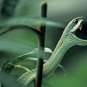 Snakes Canvas Print Collection: Boomslang