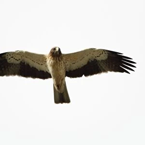 Booted Eagle - in flight - Alentejo - Portugal