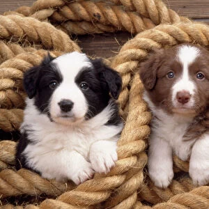 Border Collie Dog - puppies in rope
