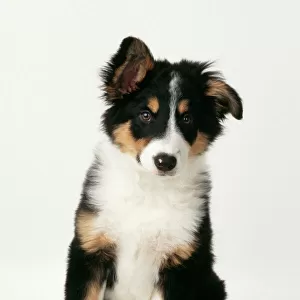 Border Collie Dog Puppy