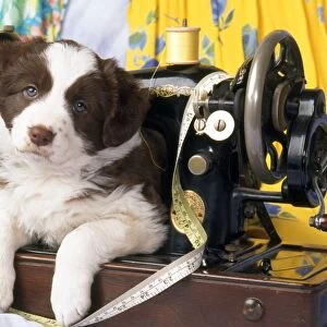 Border Collie Dog - puppy with sewing machine