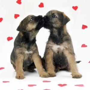 Border Terrier Dog - x2 puppies & red hearts