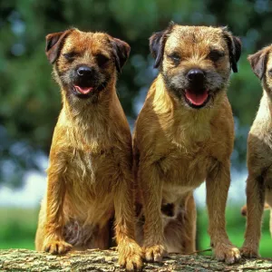 Terrier Photographic Print Collection: Border Terrier