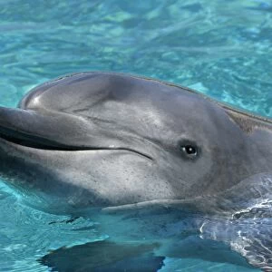 Bottlenose Dolphin - With head out of water