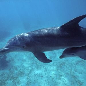 Bottlenose Dolphin - Mother and calf. Calf swimming under mother's tail stock. Carribean