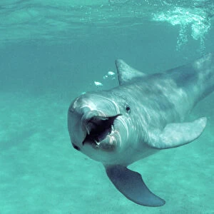 Bottlenose dolphin - underwater Carribean. Off Roatan Island, Honduras, Central America
