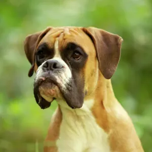 Boxer