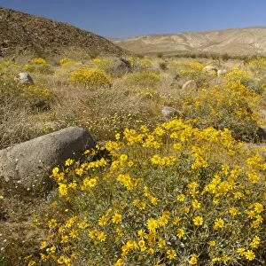 Brittlebush and Desert Dandelions (Malacothrix glabrata) - Anza Borrego Desert State Park - California - USA