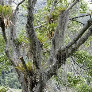 Bromeliads - Tillandsia fendleri and osneides (looks like a beard) Merida area, Andes, Venezuela Fam: Bromeliacee