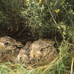 Brown Hare - young / leveret in hedgerow UK