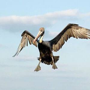 Pelicans Greetings Card Collection: Brown Pelican