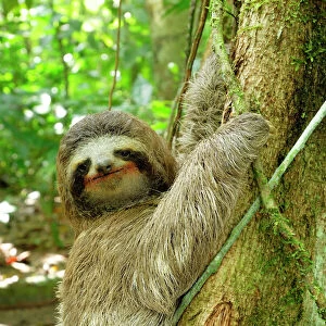 Bradypodidae Collection: Brown-throated Sloth