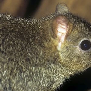 Brush-tailed bettong. Also known as: Brush-tailed rat kangaroo and woylie