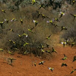 Budgerigar - Flock in flight - Far western New South Wales, Australia, Australia, introduced to southeastern United States JPF43661