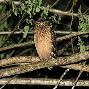 Buffy Fish Owl - Danum Valley Conservation Area - Sabah - Borneo - Malaysia