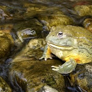 Bull Frog or Giant Pyxie - in water Cape Province. South Africa. Africa