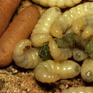 Bulldog ant - larvae feeding on a caterpillar