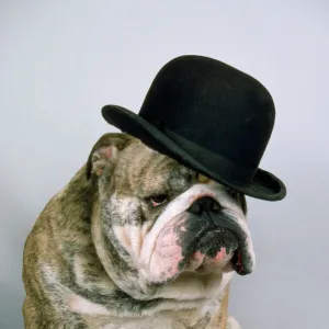 Bulldog - wearing bowler hat