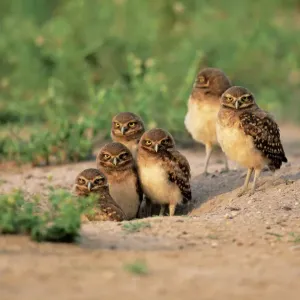 Burrowing Owl Print - Athene cunicularia