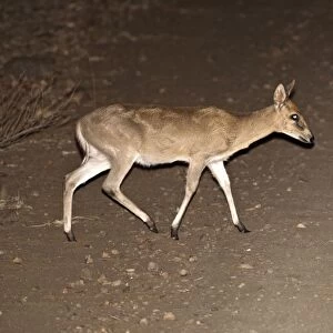 Bush Duiker - crossing road at night - Kruger National Park - South Africa