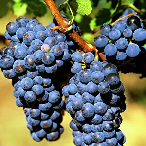 Cabernet grapes Cullen Winery, Margaret River, Western Australia JLR08091