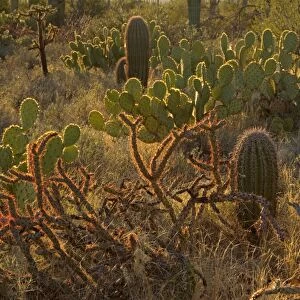 Cacti - Engelmann Prickly Pear / Cow's Tongue Cactus / Cow Tongue Prickly Pear, Saguaros (Carnegiea gigantea), Jumping Cholla / Chainfruit Cholla (Opuntia fulgida) - early spring - Saguaro National Park - Arizona - USA