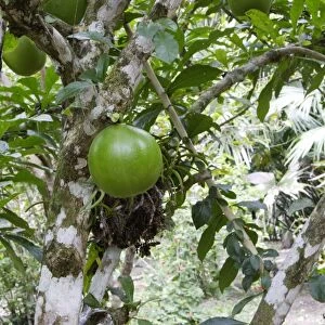 Calabash Tree - & fruit Amazon Peru