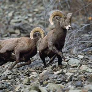 California Bighorn Sheep - rams dominance behavior