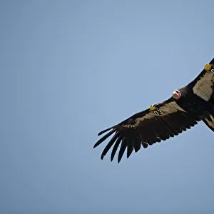 Vultures Framed Print Collection: California Condor