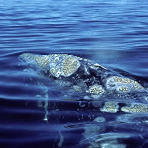 California Grey Whale - Close-up of head area, showing blowholes, and patches of barnacles. San Ignacio Lagoon, Baja California South, Mexico
