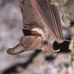Molossidae Metal Print Collection: Petersons Mops Bat