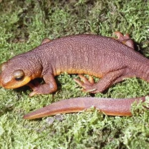 Eastern Newts Collection: California Newt