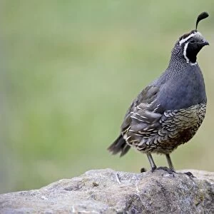 California Quail - male - Teal Valley near Nelson - South Island New Zealand. Introduced from Western North America between 1865 and 1875 and now widespread in suitable habitat
