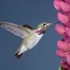 Hummingbirds Photo Mug Collection: Calliope Hummingbird