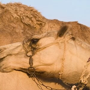 Camel - Egypt