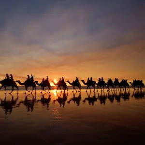 Camel safari - famous camel safari on Broom's Cable Beach at sunset with camels reflecting on wet beach - Cable Beach, Broome, Western Australia, Australia