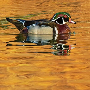 Canada, Manitoba, Winnipeg. Wood duck male in water. Date: 24-05-2021