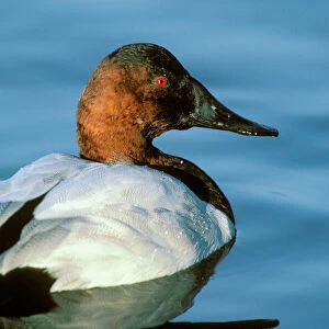 Ducks Canvas Print Collection: Canvasback