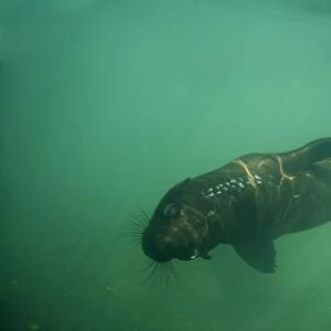 Cape Fur Seal - viewed from under the water with air bubbles - Atltanic Ocean - Namibia - Africa