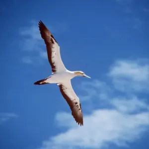 Cape Gannet Print: A Sula capensis Bird Cape Gannet Print: A Sula capensis Bird