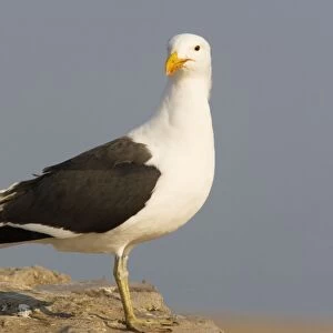 Cape Gulls, a form of Kelp Gull
