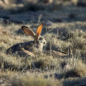 Cape Hare foraging in open area in early morning. Blood vessels (for thermoregulation) in ears highlighted by sun. Inhabits drier, open habitat. Widely distributed in western and central southern Africa